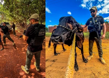 Quatro pessoas e 15 vacas são apreendidas em operação de combate a animais soltos