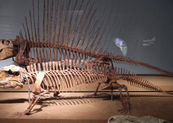 Pesquisadores da UFPI encontram o primeiro fóssil de pelicossauro do país