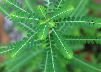 Brasil terá fitoterápico inovador para o SUS com folha de quebra-pedra