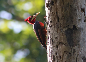 Piauí conquista espaço no mapa nacional do turismo de observação de aves