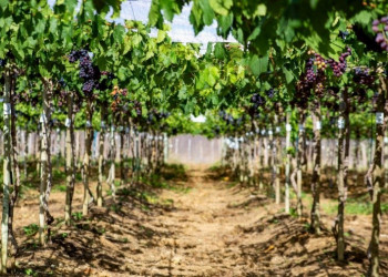 Projeto investe R$ 8,1 milhões para tornar o Piauí potência da fruticultura no Nordeste