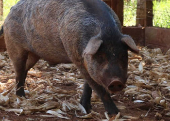 Porcos são abatidos para combater foco de peste suína no Piauí