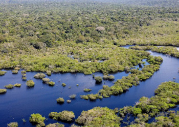 Desmatamento no Brasil caiu 32,4% em 2024