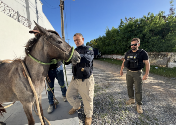 Nova lei endurece fiscalização e estabelece multa para donos de animais soltos em rodovias