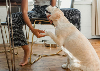 Relação entre tutor e pet vai além de comandos