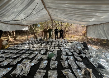 Descoberta uma roça com de 130 mil pés de maconha no Sul do Piauí; veja vídeos