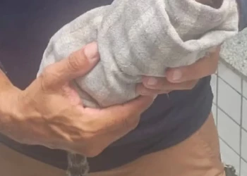 Morre o sagui baleado na Floresta Fóssil e caçador responderá em liberdade