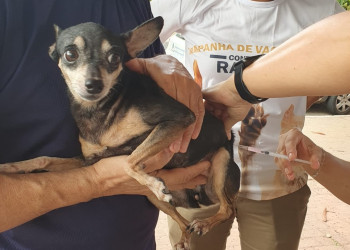 Cães e gatos da zona rural de Teresina começam a ser vacinados contra raiva no sábado (18)