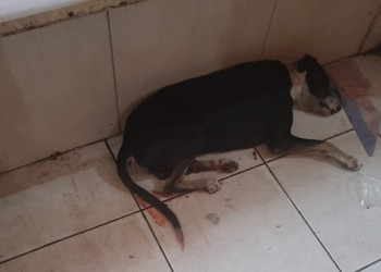 Cachorro é esfaqueado por feirante em mercado de Parnaíba e causa revolta na população
