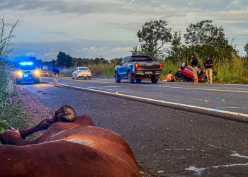 Lei impõe multa de até R$ 1,4 mil a donos de animais soltos nas rodovias