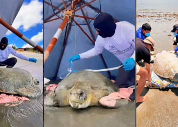 Tartaruga-verde de mais de 100 kg é encontrada encalhada na praia de Barra Grande