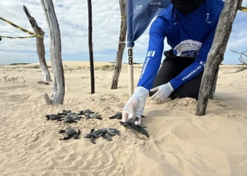 Temporada de desova no Delta do Parnaíba termina com o nascimento de 25 mil tartarugas