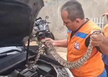 Jiboia de 1,5 metro é encontrada no motor de carro em Campo Maior