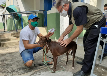 Teresina ajusta calendário da Vacinação Antirrábica 2026 para meses menos quentes