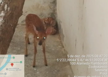 Filhote resgatado em Castelo do Piauí agora faz companhia a outro veado-catingueiro