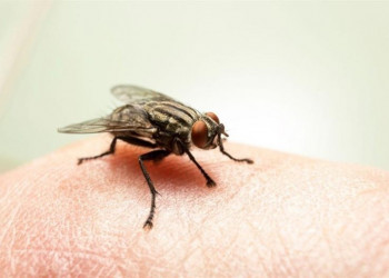 Vômito e diarreia? Veja o que pode estar por trás da chamada “virose da mosca”