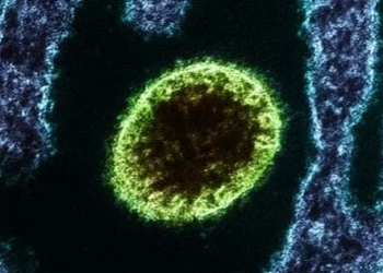 Nipah: entenda o vírus mortal que já colocou 100 pessoas em quarentena na Índia