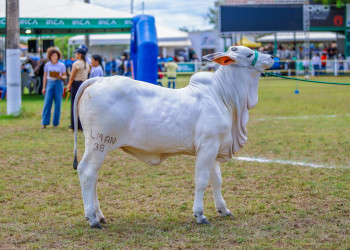 Expoapi 2025 abre programação com tradicional cavalgada e show infantil neste domingo (7)