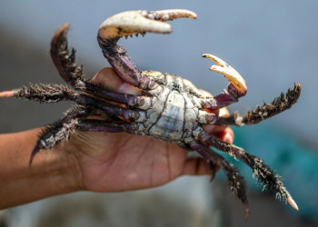 Primeira fase do defeso do caranguejo-uçá começa na sexta (16) no Piauí; veja datas