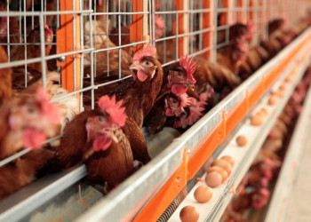 ​​Brasil declara erradicado foco de gripe aviária em granja no RS e notifica OMSA