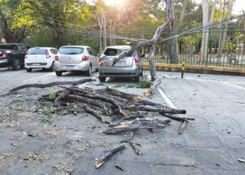 Árvore desaba sobre carro no Centro de Teresina e assusta moradores