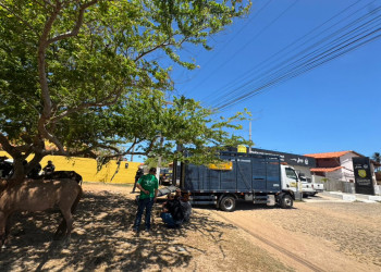 Seis pessoas são conduzidas e mais de 20 animais são apreendidos no litoral do Piauí