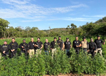 Vídeo: um tonelada de maconha é apreendida em roça com 50 mil pés da planta no Maranhão