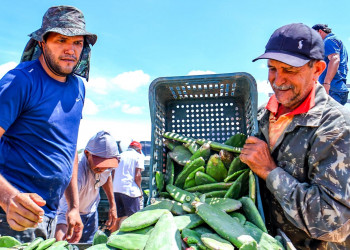 SAF inicia distribuição de palma forrageira para reforçar alimentação animal no semiárido
