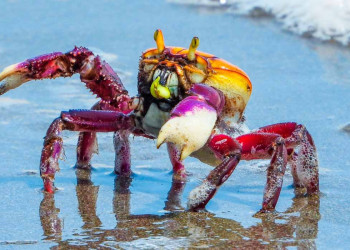 Defeso do caranguejo-uçá começa domingo (18) e reforça proteção dos manguezais do Piauí