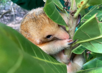 Comunidades do Delta do Parnaíba ajudam a proteger o tamanduaí, menor tamanduá do mundo