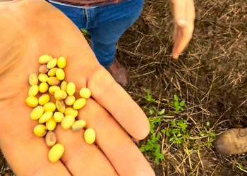 Chuvas intensas atrasam colheita da soja no sul do Piauí e preocupam produtores