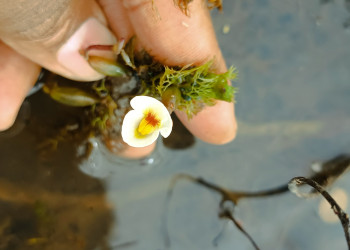 Planta carnívora rara e ameaçada de extinção é registrada pela primeira vez no Piauí