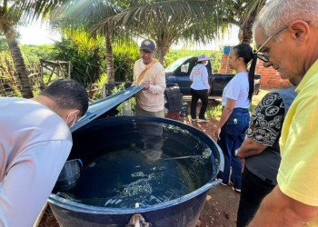 Dengue: 28 municípios do Piauí estão em alto risco e 85 em situação de alerta