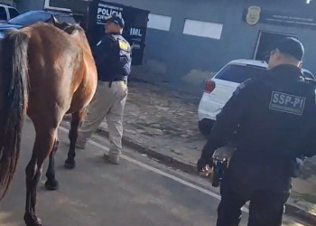 SSP recolhe mais de dez animais soltos em rodovias do Sul do Piauí
