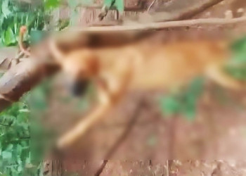 Cachorro é morto enforcado a mando da própria dona na zona rural de Antônio Almeida