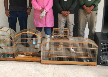 Macaco-prego e aves silvestres são resgatados de cativeiro ilegal no interior do Piauí