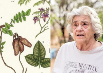 Nova espécie descoberta na Caatinga recebe nome em homenagem à arqueóloga Niède Guidon