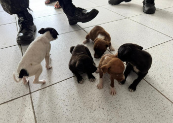 Filhotes de cachorro são resgatados após polícia confirmar denúncia de abandono com drones