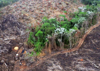 Piauí tem baixa transparência de dados sobre desmatamento e 98,9% de ilegalidade