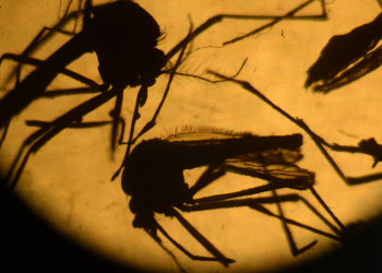 É altamente provável que zika se espalhe pela região Ásia-Pacífico afirma OMS