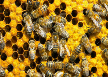 Deputados debatem a mortandade de milhões de abelhas pelo uso de agrotóxicos