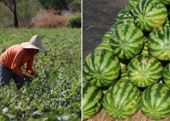 Projeto público da Codevasf no Vale do Gurgueia tem produção recorde de melancia