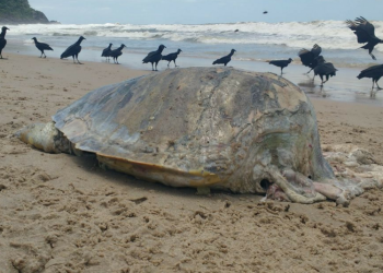 Tartaruga ameaçada de extinção é achada morta no Guarujá
