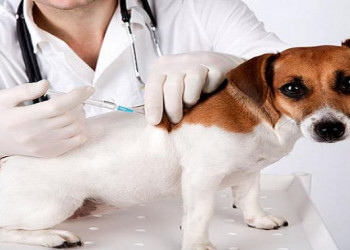 Mais de 140 mil cães e gatos serão vacinados no 3; confira os postos de vacinação em Teresina