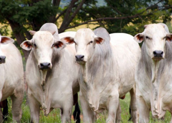 Cresce exportação brasileira de 'genética bovina'
