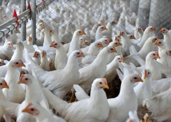 Governo estadual prorroga decreto de emergência zoossanitária da gripe aviária