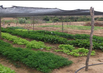 Encontro de Horticultores de Teresina vai discutir a produção agrícola familiar