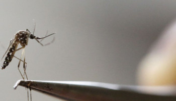 Música eletrônica reduz reprodução e picadas do Aedes aegypti