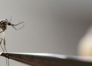 Brasil tem 357 cidades sob risco de novo surto ligado ao Aedes