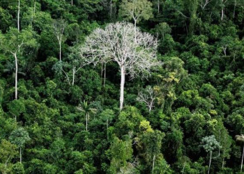 Levaria 300 anos para catalogar todas as árvores da Amazônia